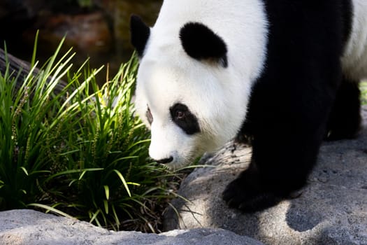 Giant Panda in a zoo environment in Australia