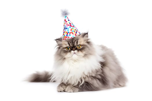 Portrait of Funny big fluffy cat in birthday cap isolated on white background. Happy birthday concept with a pet cat in a birthday cap