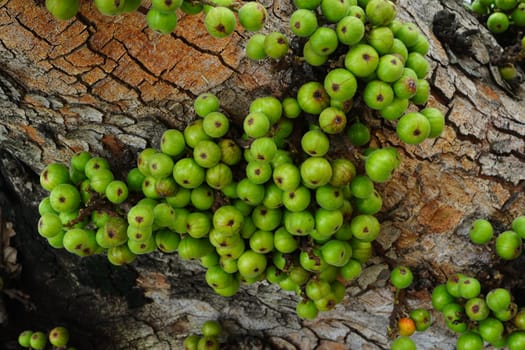 Cluster of Ficus racemosa or fig or Indian fig fruit on tree in Jakarta, Indonesia. Street Photography. Floral Photography.