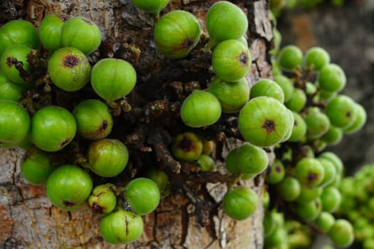 Cluster of Ficus racemosa or fig or Indian fig fruit on tree in Jakarta, Indonesia. Street Photography. Floral Photography.