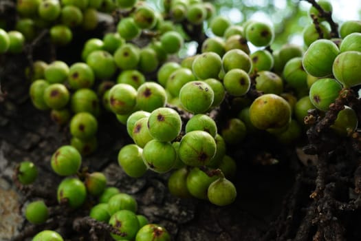 Cluster of Ficus racemosa or fig or Indian fig fruit on tree in Jakarta, Indonesia. Street Photography. Floral Photography.