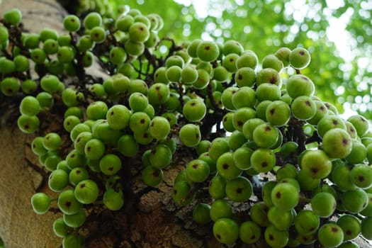 Cluster of Ficus racemosa or fig or Indian fig fruit on tree in Jakarta, Indonesia. Street Photography. Floral Photography.
