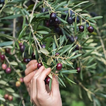 A female hand holds an olive branch with ripe juicy dark olives in the garden during the harvest, the girl is engaged in farming and growing olive trees.