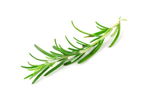 Fresh green sprig of rosemary isolated on a white background. green natural spices