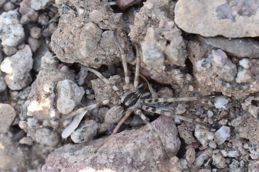 Big Wolf Spider Crawling in Rocks on Ground in Arizona . High quality photo