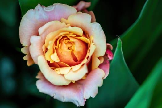 Beautiful Rose and Rosebuds in Rose Garden, Close Up, Selective Focus