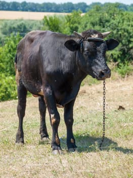 Young black bull tied with an iron chain in rural landscape on the background. Breeding cattle.