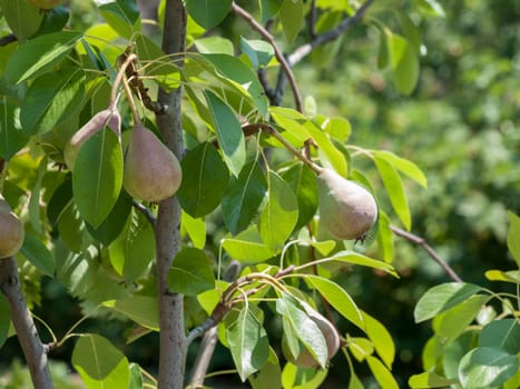 Pear tree with fruits in the garden in summer day with blurred background. Shallow depth of field.