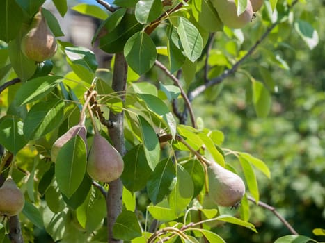 Pear tree with fruits in the garden in summer day with blurred background. Shallow depth of field.