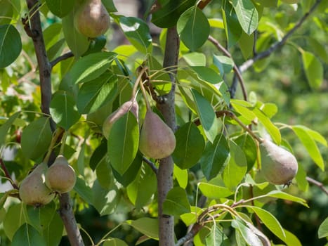 Pear tree with fruits in the garden in summer day with blurred background. Shallow depth of field.