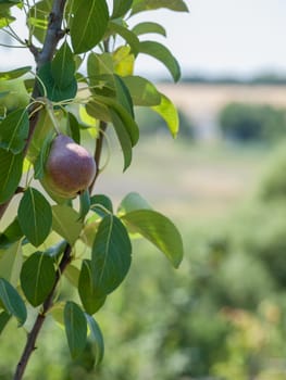 Branch of pear tree with fruit in the garden in summer day with blurred background. Shallow depth of field.