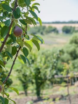 Branch of pear tree with fruit in the garden in summer day with blurred background. Shallow depth of field.