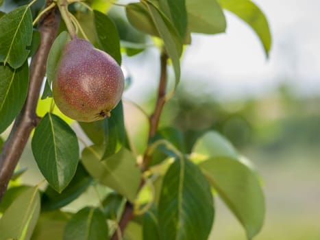 Branch of pear tree with fruit in the garden in summer day with blurred background. Shallow depth of field.