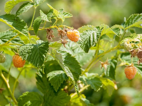 Close-up view of the ripe raspberries in the fruit garden with blurred natural background. Shallow depth of field.