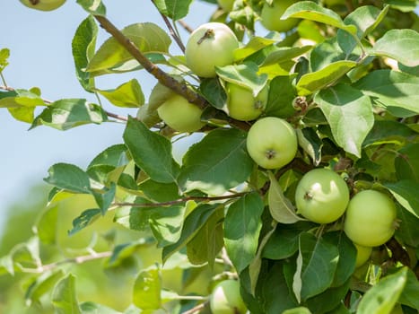Branch of apple tree with green unripe fruits in the orchard.