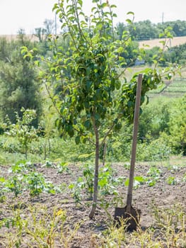 Young pear tree with fruits and shovel in the garden in summer day with blurred background. Shallow depth of field.