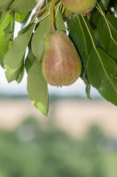 Close-up view of pears on the tree in summer day with blurred background. Shallow depth of field.