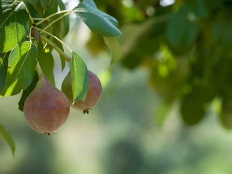 Close-up view of pears on the tree in summer day with blurred background. Shallow depth of field.