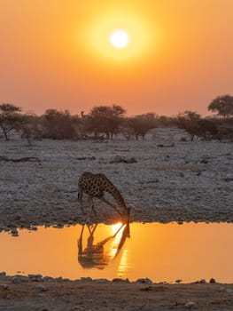 Giraffe drinking water at sunset at Okaukuejo camp waterhole in the Etosha National Park in Namibia in Africa.