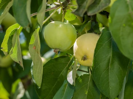 Branch of apple tree with green unripe fruits in the orchard.