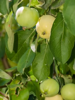 Branch of apple tree with green unripe fruits in the orchard.