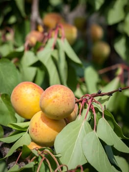 Close-up branch of apricot tree with fruits in the orchard.