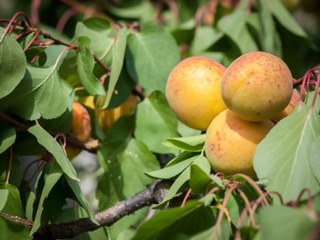 Close-up branch of apricot tree with fruits in the orchard.