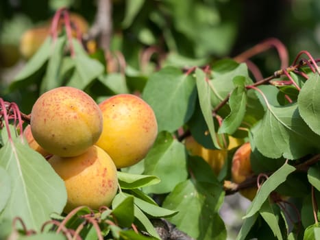 Close-up branch of apricot tree with fruits in the orchard.