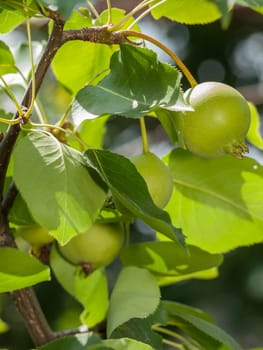 Branch of quince tree with green unripe fruits in the orchard.