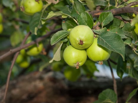 Branch of quince tree with green unripe fruits in the orchard.