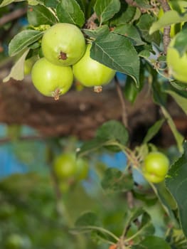 Branch of quince tree with green unripe fruits in the orchard.
