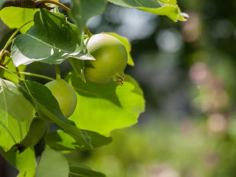 Branch of quince tree with green unripe fruits in the orchard in blurred background.