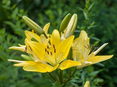 Yellow lily flowers in the summer garden on blurred green background. Shallow depth of field.