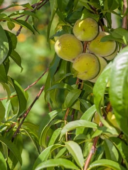 Branch of peach tree with green unripe fruits in the orchard.