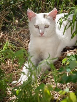 White cat is sitting in the garden among the plants on a sunny summer day.