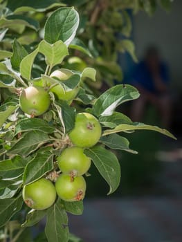 Branch of apple tree with green unripe fruits and unrecognizable man on blurred background.