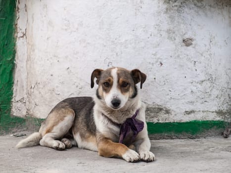 The homeless dog is lying outdoor against the wall of old building.