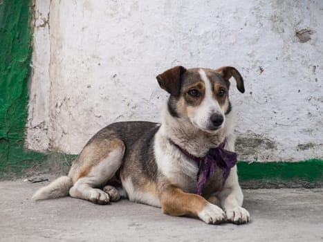 The dog is lying outdoor against the wall of old building.