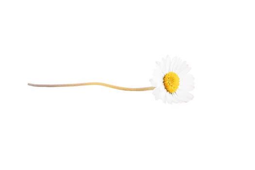 One white daisy flower isolated on white background