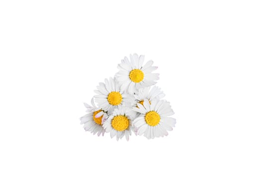 White daisies flowers isolated on white background