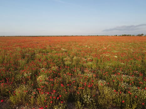 Red poppies field. Aerial view on large field of red poppies and green grass at sunset. Beautiful field scarlet poppies flowers in motion blur. Glade of red poppies. Papaver sp. Nobody