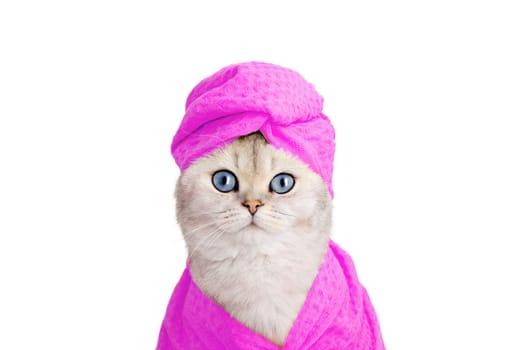 Portrait of cute white cat in a pink towel on his head and a pink bathrobe on a white background, look at camera . Copy space