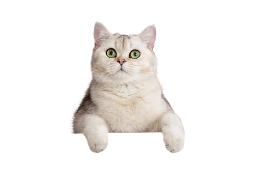 Cute white cat looks out from somewhere below with front paws because of something. Copy space. Mock up