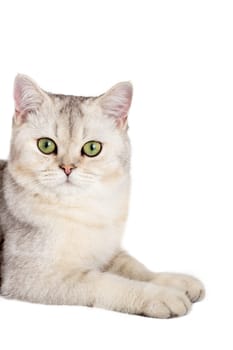 Half of the cute white cat is lying, looking out from somewhere on the side with its front paws because of something. Close up