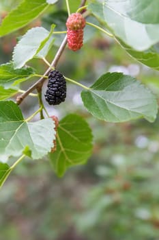 Close-up view of ripe and unripe mulberries on a tree with an orchard on the blurred background.