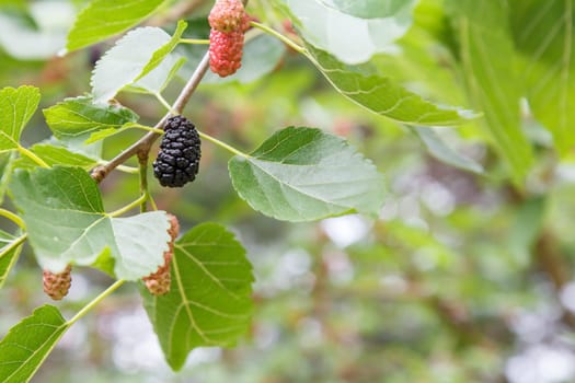 Close-up view of ripe and unripe mulberries on a tree with an orchard on the blurred background.