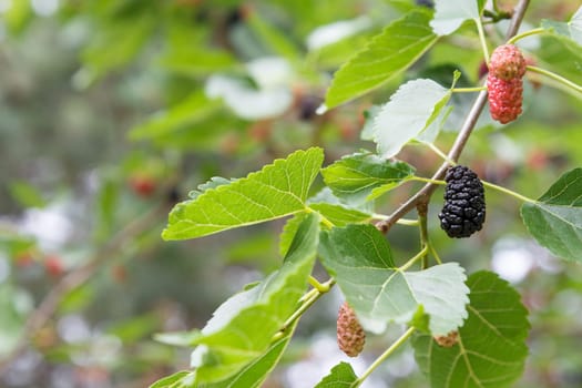 Close-up view of ripe and unripe mulberries on a tree with an orchard on the blurred background.