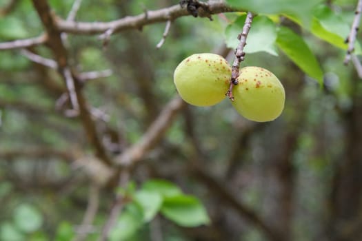 Close-up view of green unripe apricots on a tree with an orchard on the blurred background.