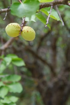 Close-up view of green unripe apricots on a tree with an orchard on the blurred background.