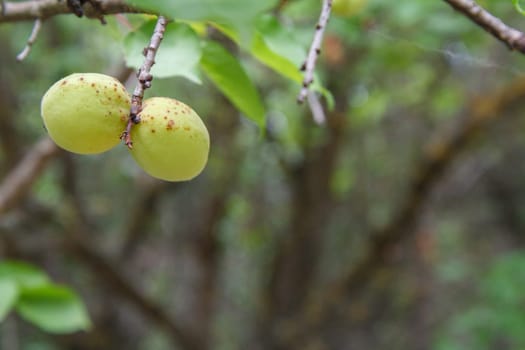 Close-up view of green unripe apricots on a tree with an orchard on the blurred background.